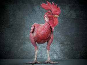 Create meme: main cock, rooster, fun photo with cocks