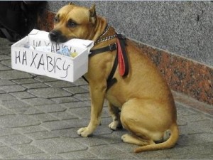 Create meme: dog, beggar photos, dog begging