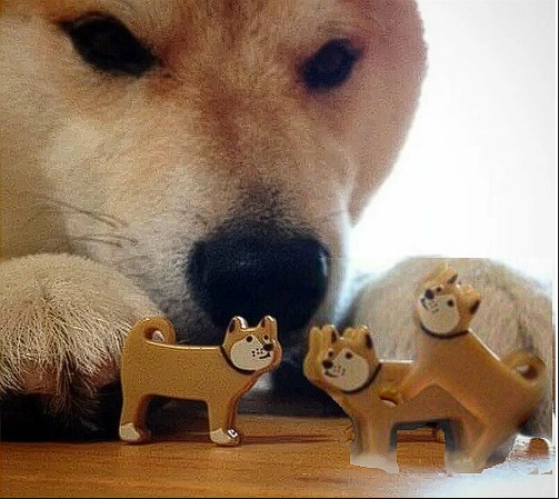 Create meme: Shiba inu meme, shiba inu, dog bites