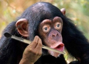 Создать мем: шимпанзе, макака обезьяна, обезьяна шимпанзе