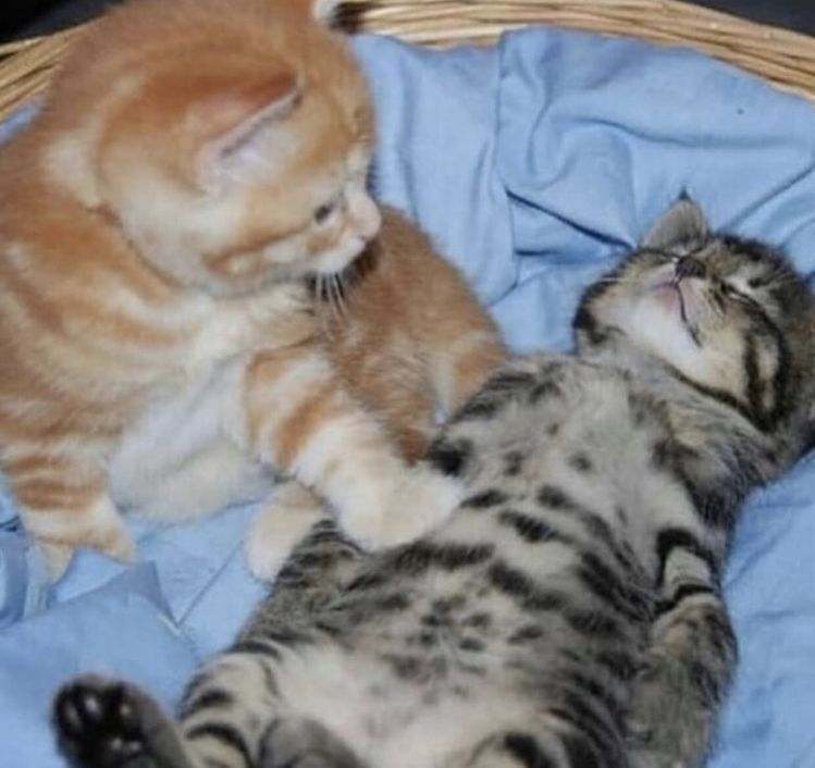 Create meme: adorable kittens, sleeping kitten, animals 