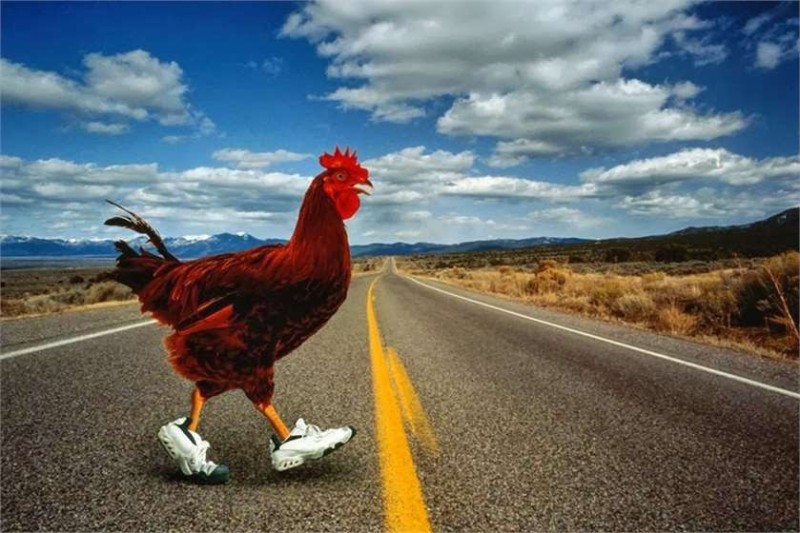Создать мем: смешной петух, why did the chicken cross the road, chicken cross the road