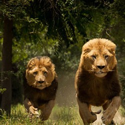 Создать мем: lion & lion, лев прайд, бегущий лев