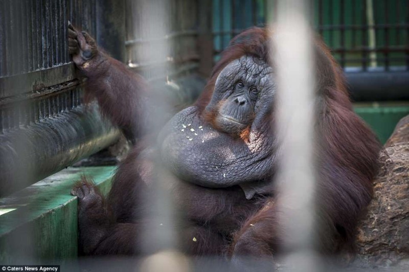 Create meme: orangutan in the Moscow zoo, Grand Park Seoul Zoo, An orangutan is sitting in the water