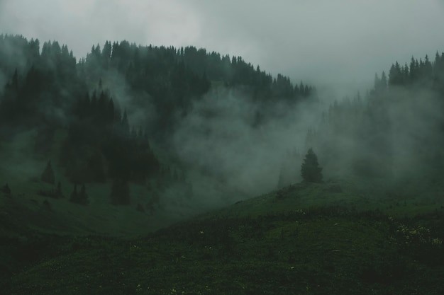 Create meme: mountain forest , mist of the mountain, nature fog