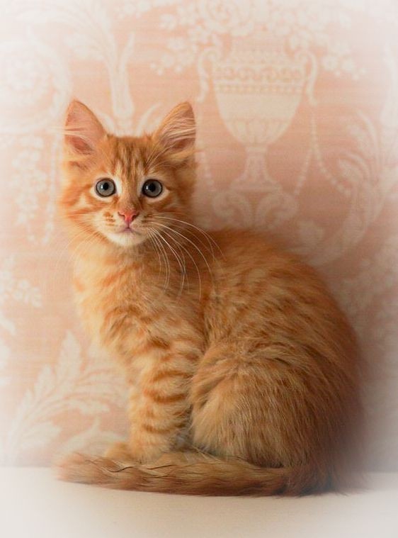 Создать мем: персиковый котенок, рыжая кошка, сибирский рыжий котенок