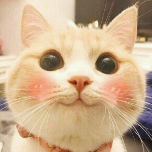 Create meme: the trick, cat, cute cats