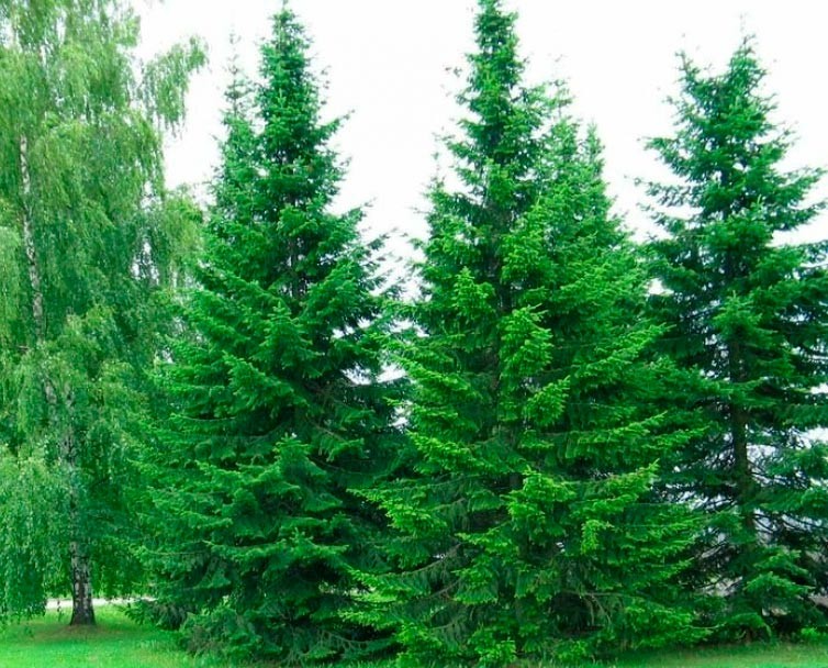 Create meme: siberian fir, fir tree pine cedar, siberian fir abies sibirica