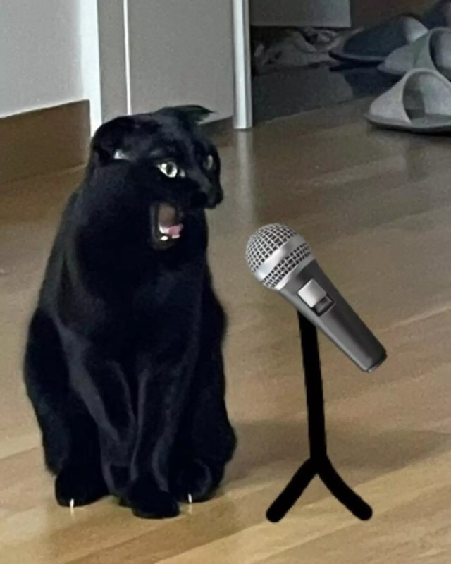 Create meme: black cat, black cat , The black cat sings