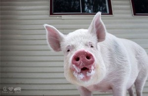 Создать мем: pig, домашняя свинья, милые фото поросят нп фреме