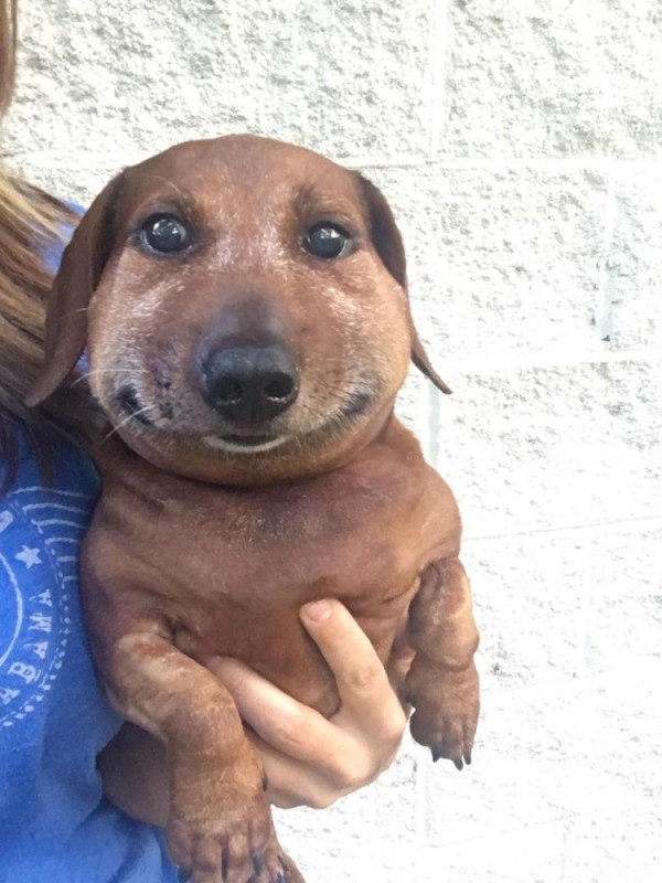 Create meme: dog sausage, Dachshund meme, dog smiles meme dachshund