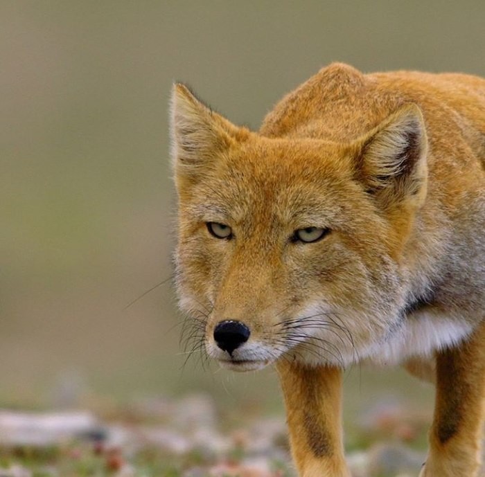 Create meme: the fox is cunning, wild fox, Fox 