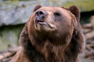 Создать мем: косолапый, funny bear, нападение медведя