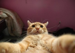 Create meme: the cat takes the picture himself, johnny catsvill PNG, cat