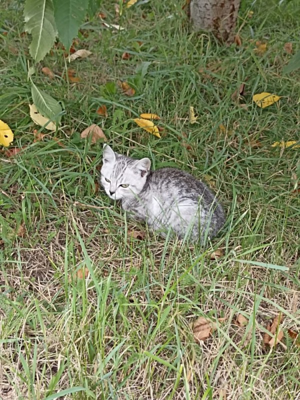 Create meme: cat , grey kitten , cat 