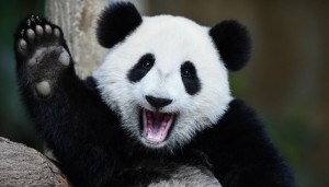 Создать мем: животные для аватарки панда, большая панда, panda красивые  photo