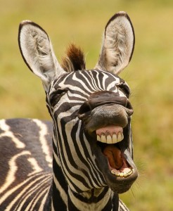 Create meme: animals Zebra, Zebra