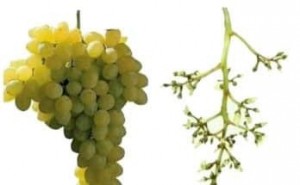 Create meme: grapes Kish-Mish white, green grapes, grapes