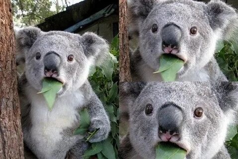 Создать мем: животные коала, удивленная коала, коала