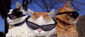 Create meme: photo cool cats, cat with sunglasses, cat in sunglasses