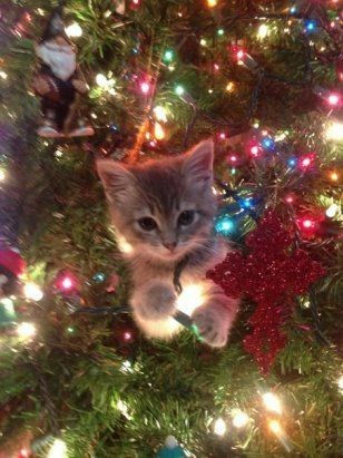 Create meme: the cat and the tree, a kitten and a Christmas tree, new year kittens