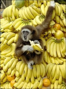 Create meme: banana, banana, banana Paradise