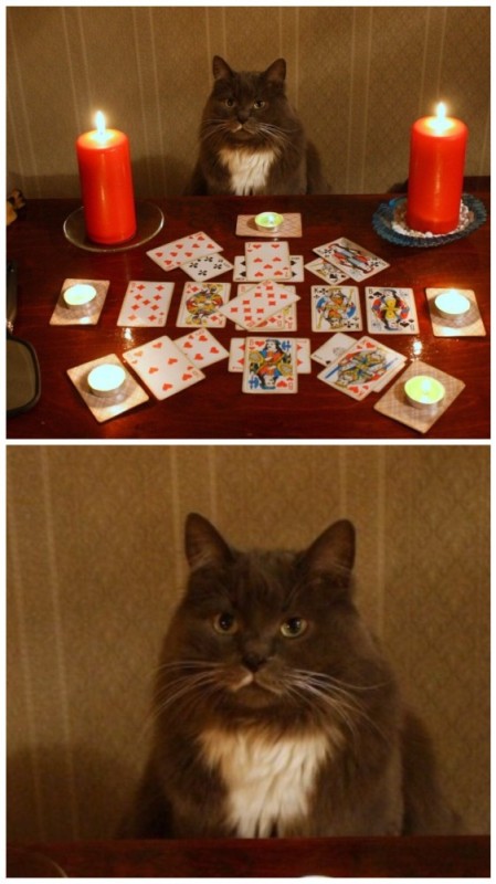 Create meme: the cat is wondering, fortune teller cat, fortune teller cat