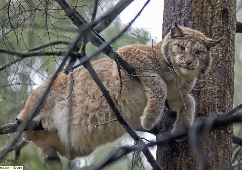 Create meme: common lynx, lynx , the lynx is big