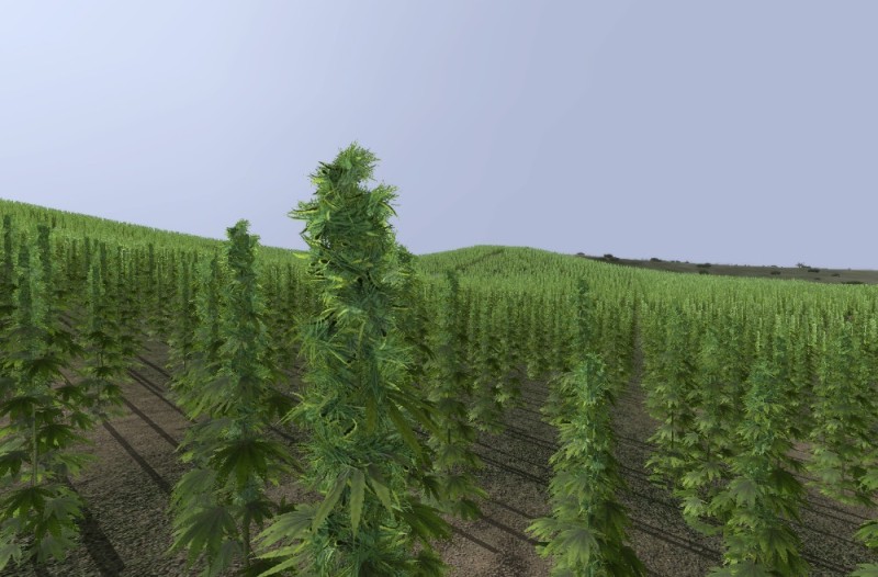 Create meme: hemp field, cannabis seeds dayz, the field of technical cannabis