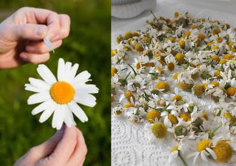 Create meme: chamomile farmacvet, chamomile, chamomile is a medicinal plant