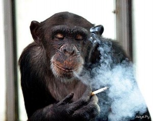 Создать мем: обезьянка с сигаретой, обезьяна курит, шимпанзе чарли курит