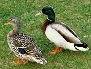 Create meme: Mallard duck, Mallard duck silver, Mallard duck message