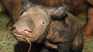 Create meme: unusual animals, weird animals, Sumatran Rhino