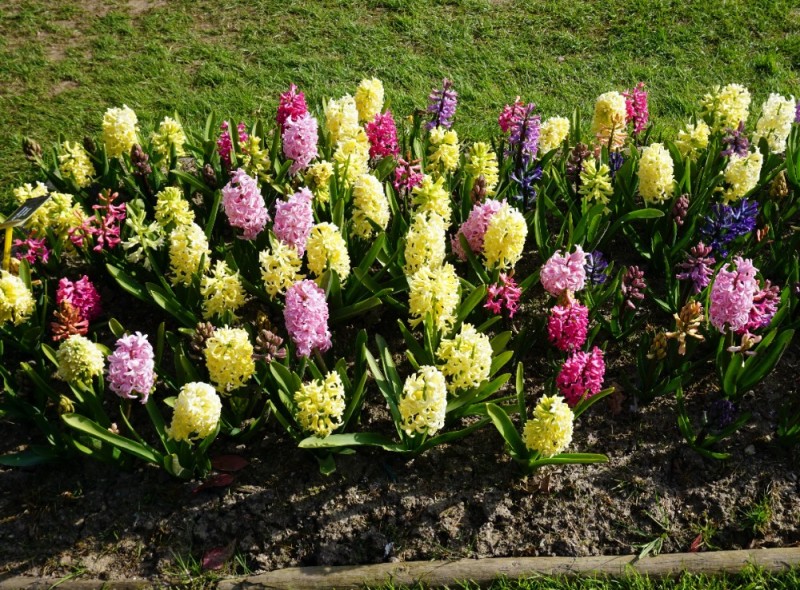 Create meme: hyacinths flowers, hyacinth flower garden, hyacinths in the garden