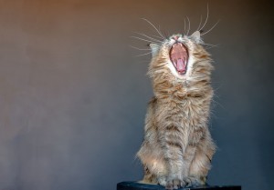 Создать мем: мартовский кот, пушистый кот, зевает