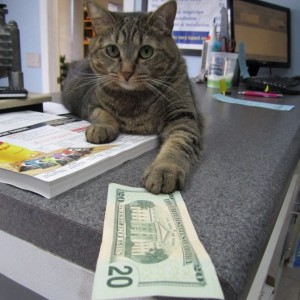 Create meme: cat, cat with money meme, cash cat