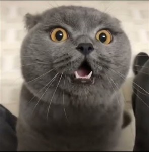 Create meme: the surprised cat, evil cat, cat
