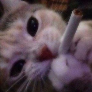 Создать мем: кот с сигарой, игра котик, кот