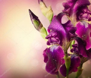 Create meme: purple flowers, iris purple, iris