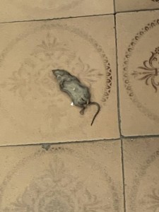 Create meme: the mouse house, mouse and rat, dead mouse