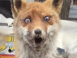 Create meme: stoned Fox , stoned Fox, the fox is cunning