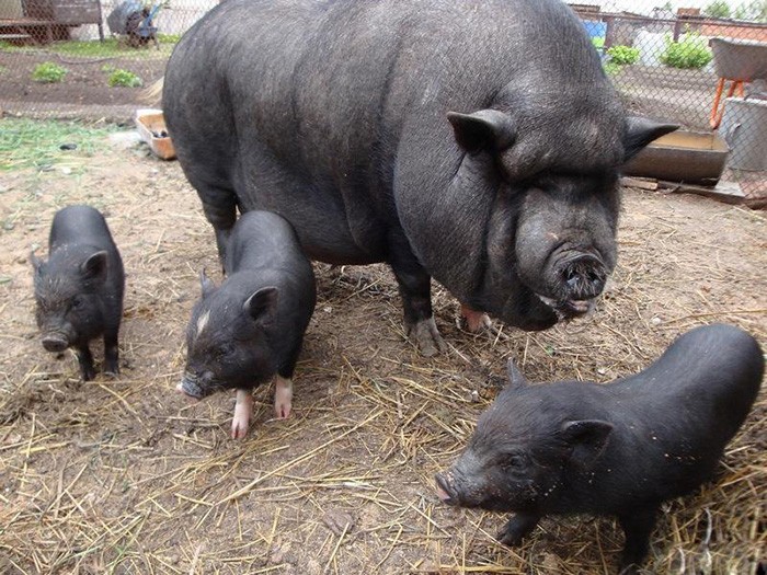 Create meme: Vietnamese pigs, Vietnamese pot-bellied pigs, Vietnamese pot-bellied pig