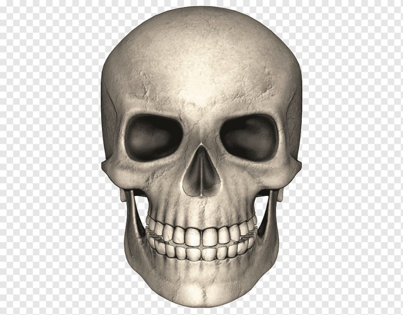 Создать мем: череп 3д, голова скелет, кости черепа человека
