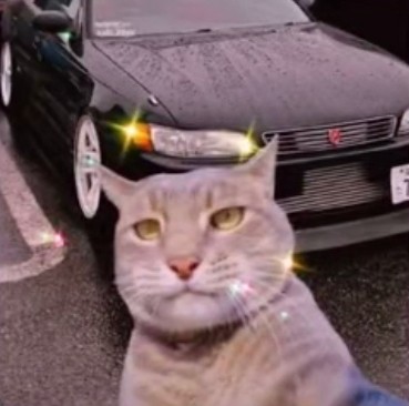 Create meme: cat selfie with bmw, memes with cats , a cat takes a selfie against the background of a car