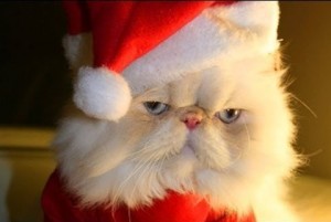 Create meme: pere noel, cute cat, Christmas pictures on the avu