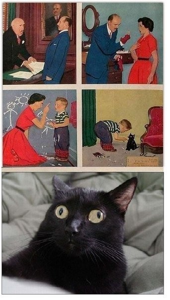 Создать мем: смешной юмор, кот мем, мем черный кот