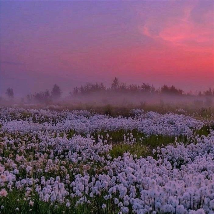 Create meme: pushitsa yamal flower, lilac sunset, lavender field