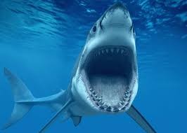 Create meme: shark with open mouth, carcharodon carcharias, shark carcharodon