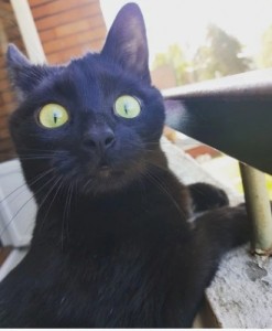 Создать мем: котик черный эмоции, кот который первый раз вышел на балкон, эмоции кота впервые