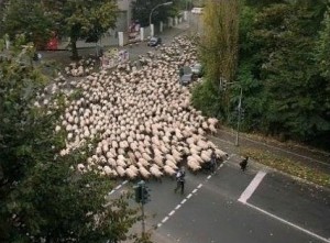 Create meme: the crowd pictures funny, a flock of sheep on the streets, a flock of sheep in the city street photo